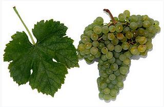 Grüner Veltiner ist der typische Weisswein aus Österreich.